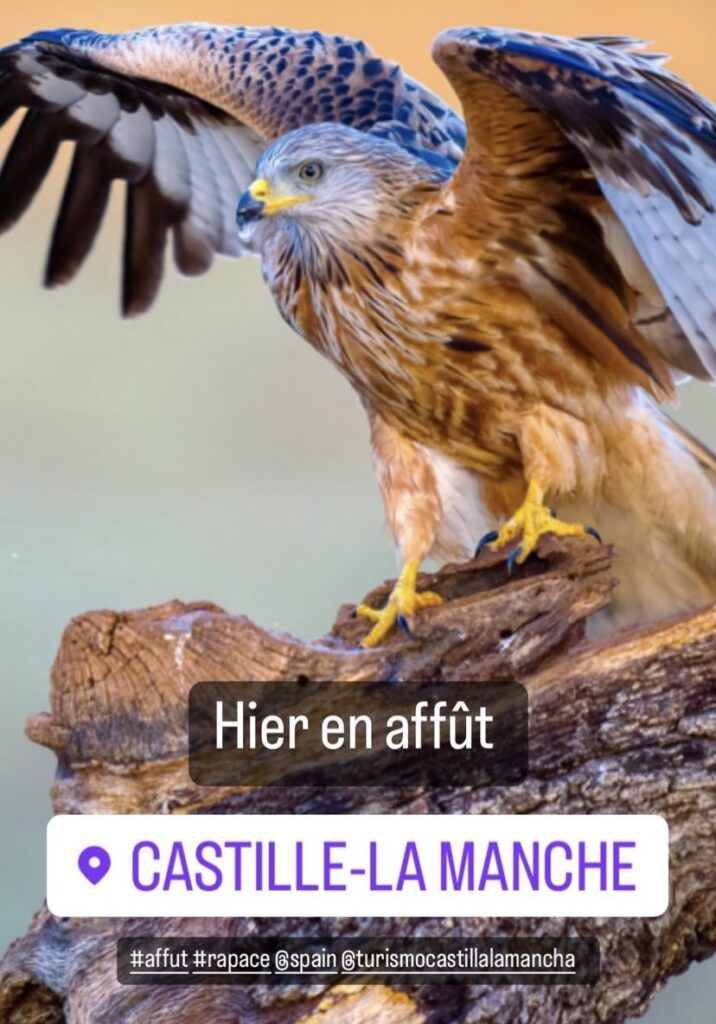 Fotógrafo francés especializado en naturaleza, Wild Watching Spain, agencia de viajes Objectif Nature, Lince, paloma, perdiz, águila