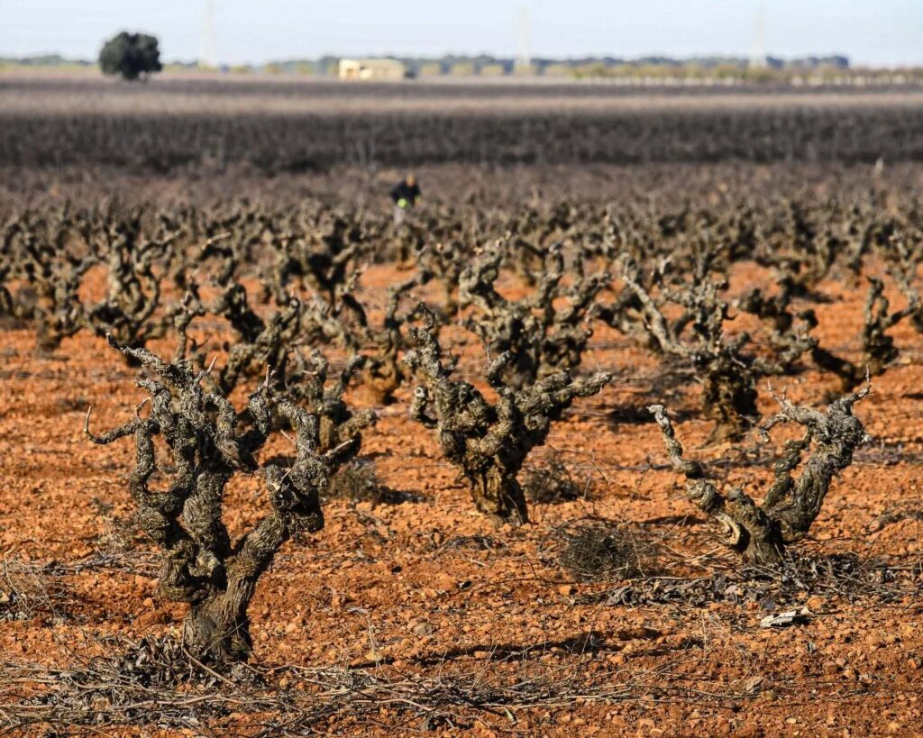 La Manchuela y Almansa, turismo castilla-la mancha